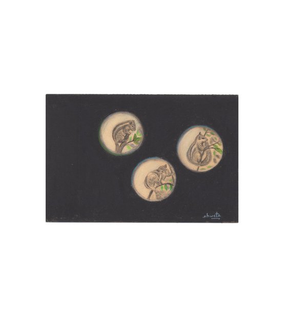 Garden squirrels