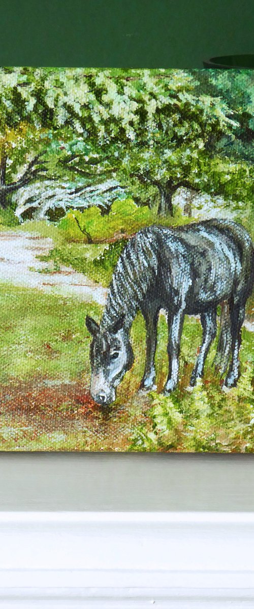 New Forest Pony, Bolderwood by Jacqueline Talbot