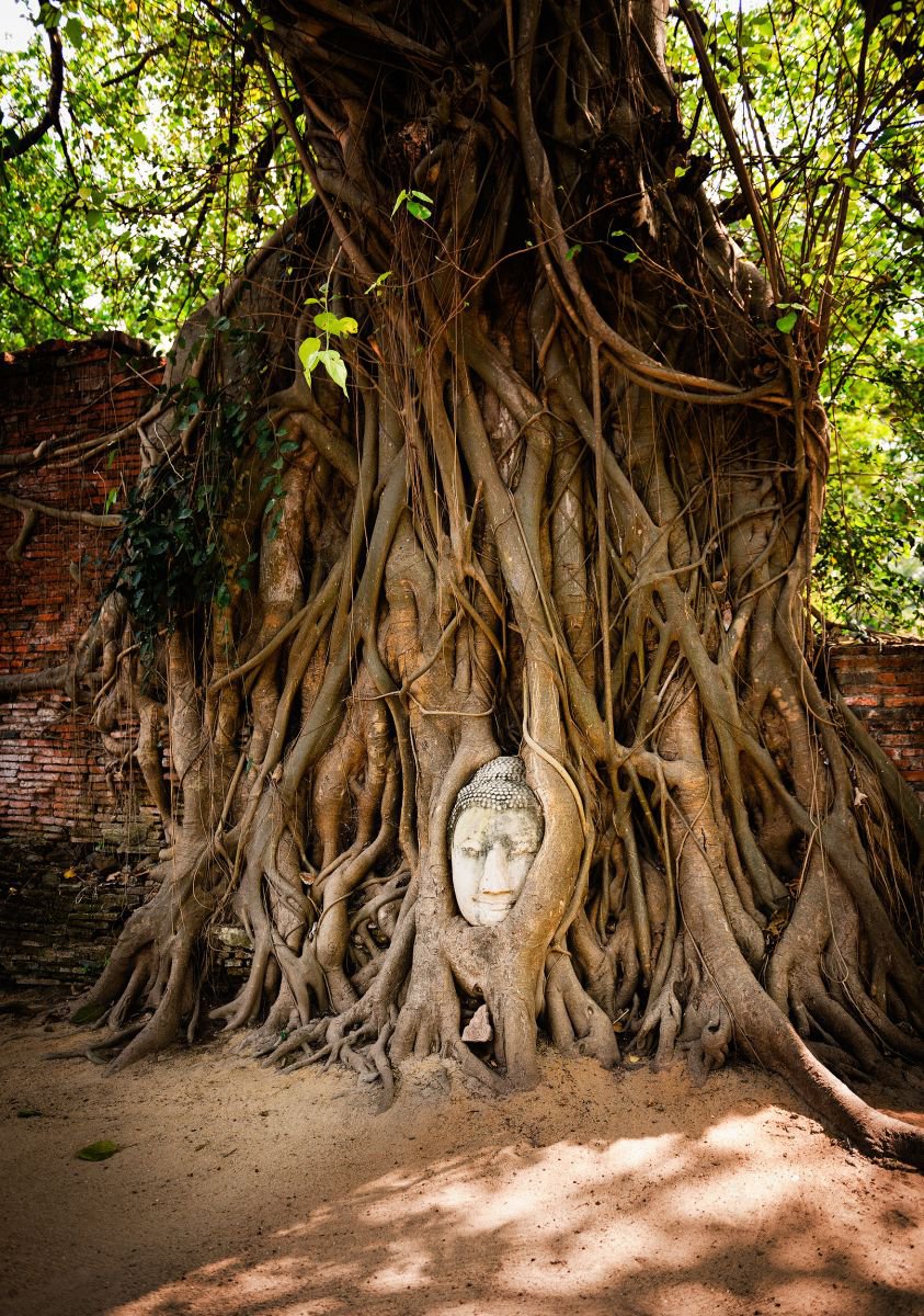 Embraced Buddha Head, Ayutthaya. (30x42cm) by Tom Hanslien