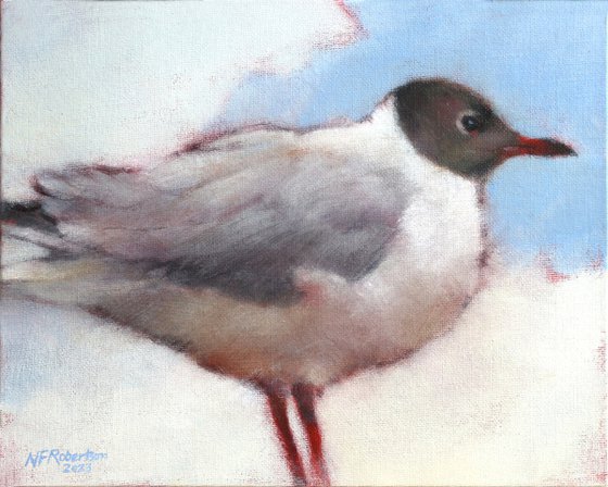 Black Head Gull