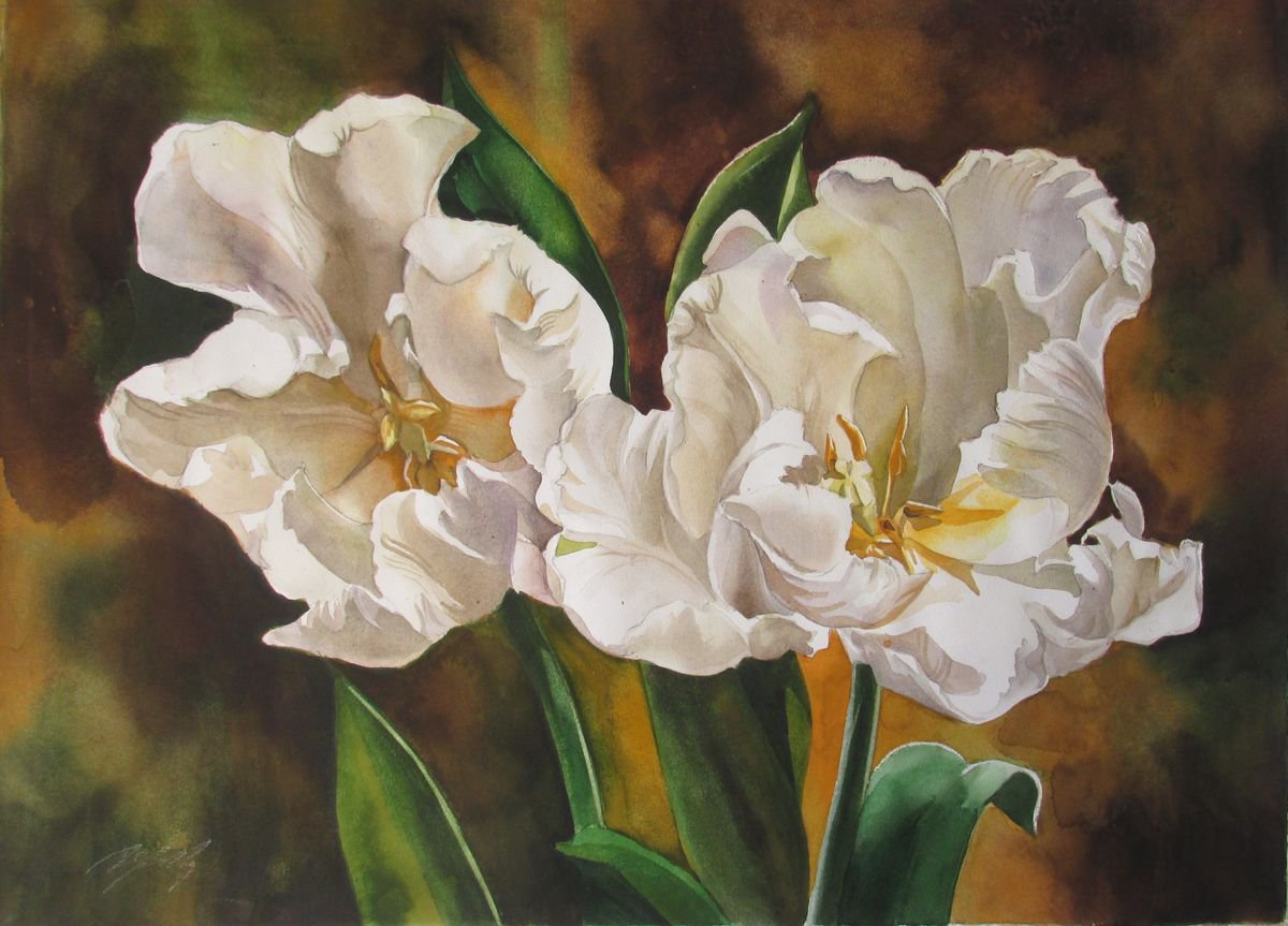 white parrot tulips by Alfred  Ng