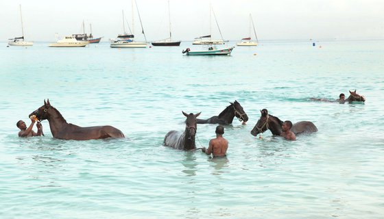 Barbados Racehorses