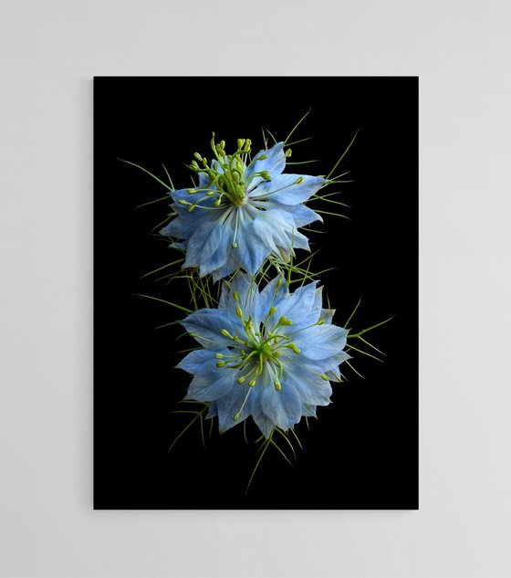 Nigella Damascena Blue