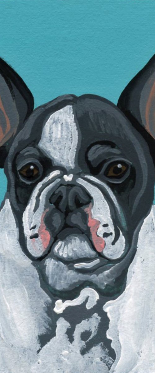 Pied French Bulldog by Carla Smale