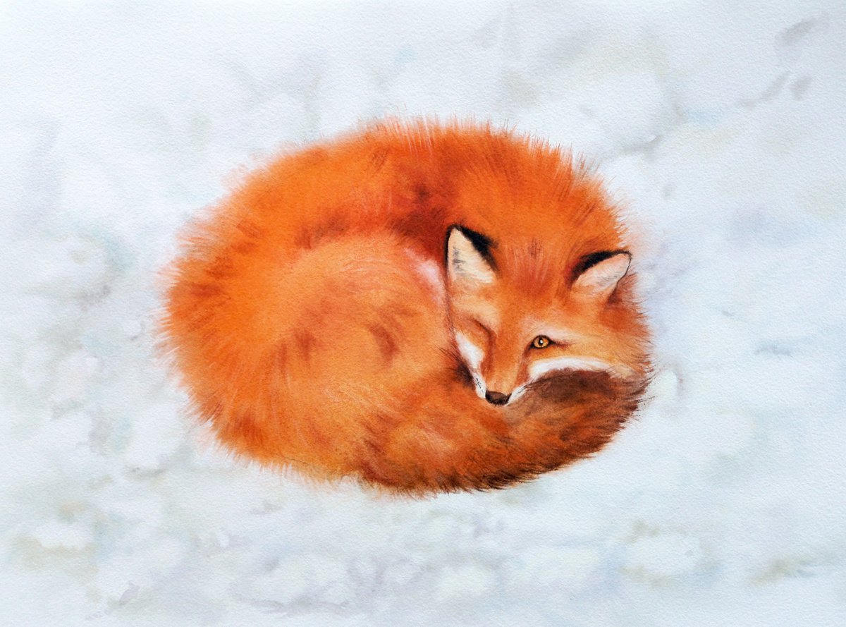 Red Fox Curls Up for a Nap by Olga Beliaeva Watercolour