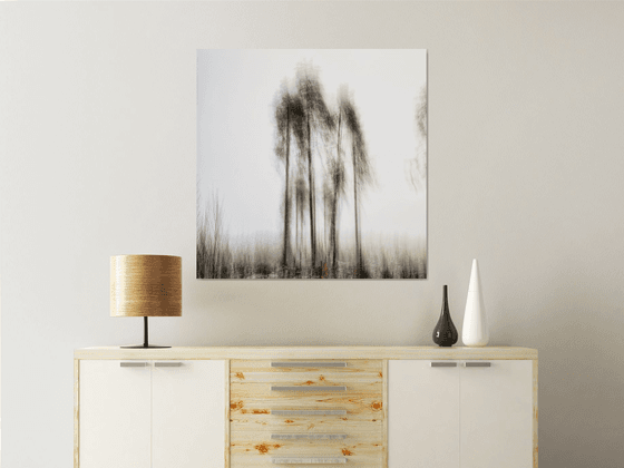Group of pines in the mist