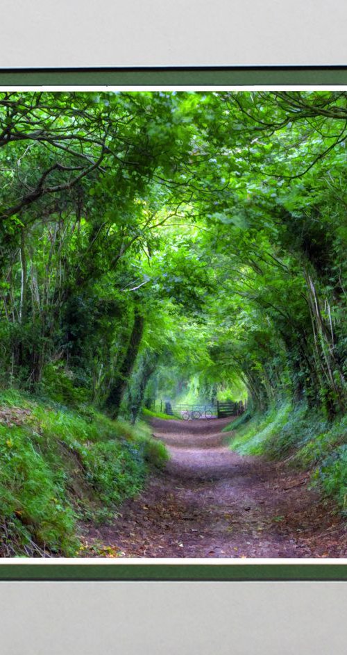 Tree Tunnel one by Robin Clarke