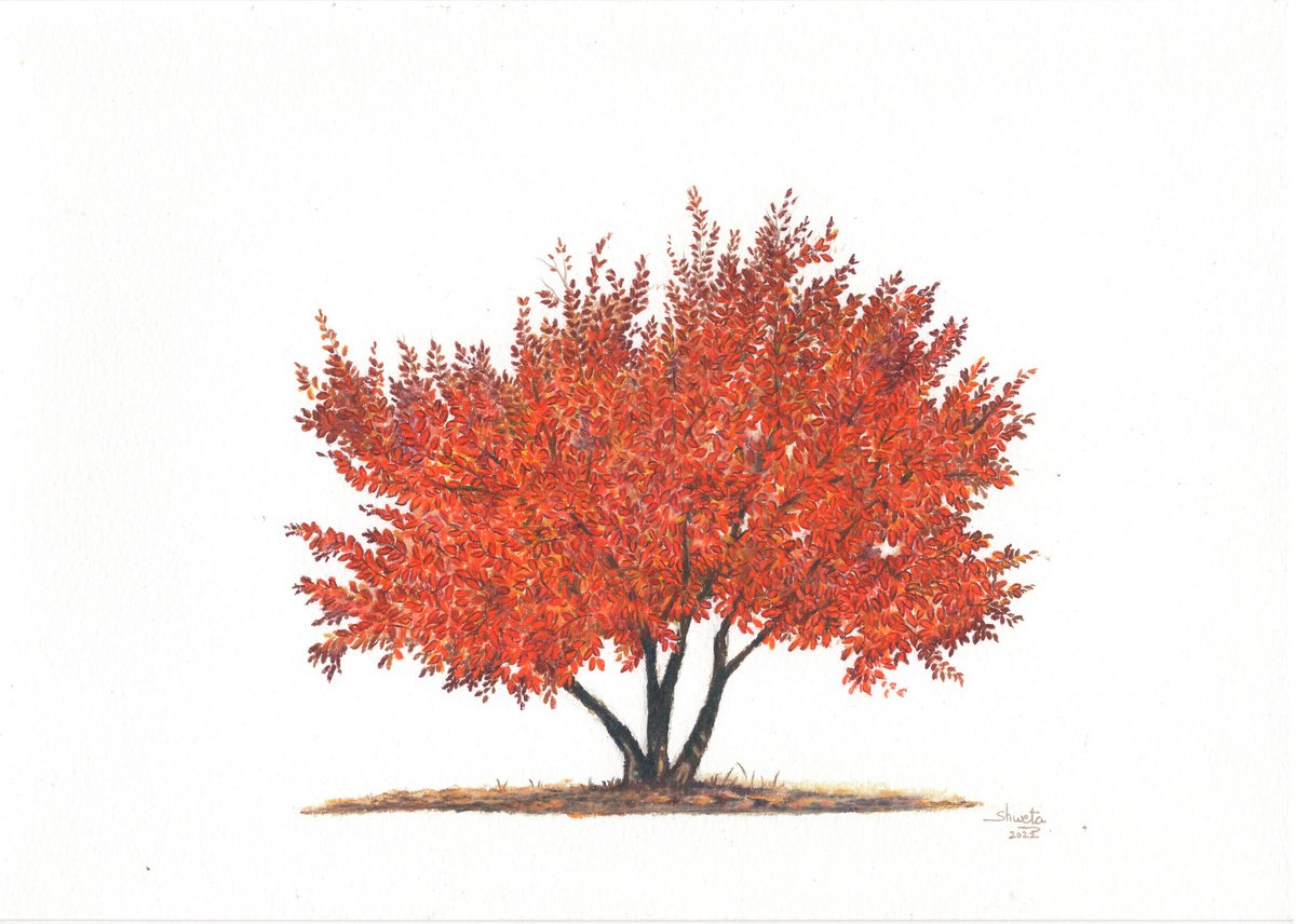 Photorealistic Botanical Drawing By Shweta Mahajan, 12 X 8", American Hornbeam Tree, Original Artwork