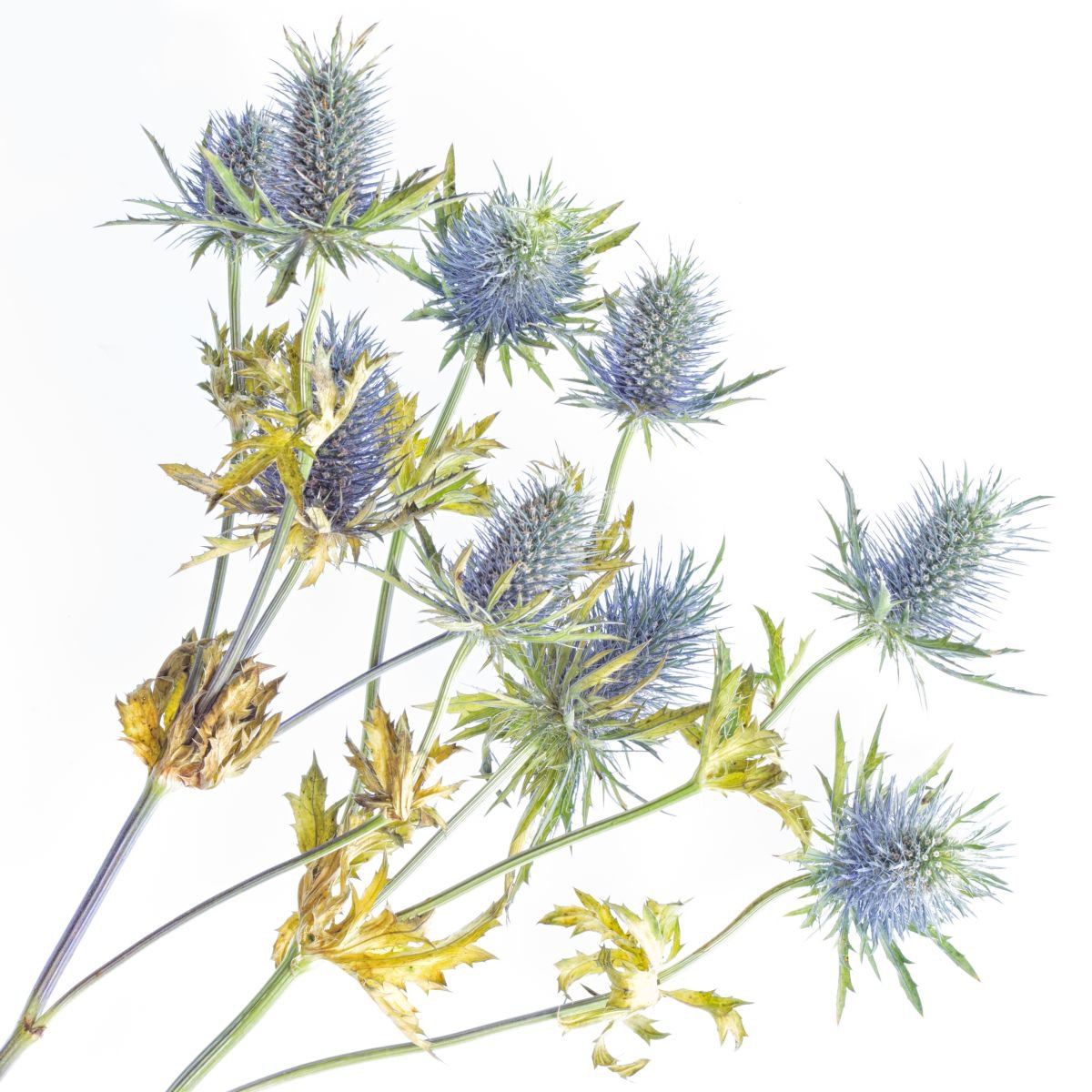 Impressionistic Botanical Photograph By Paul Nash, 24 X 24", Thistles, Original Artwork