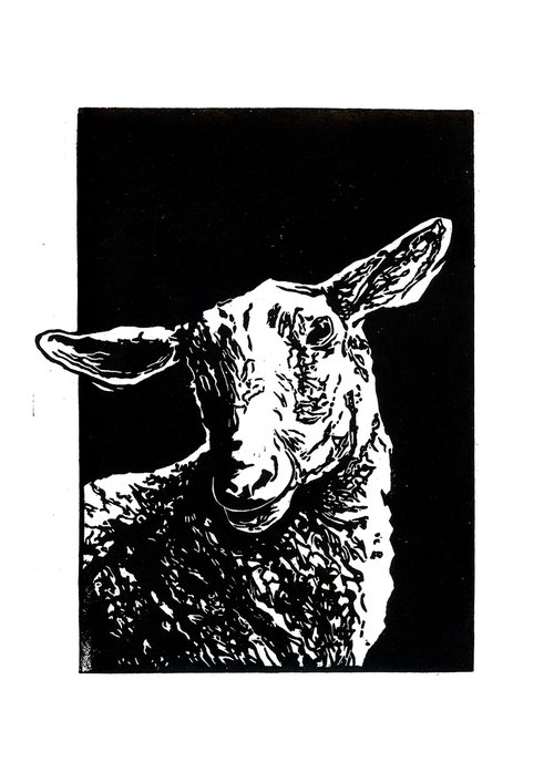 Sheep by Bob Cooper