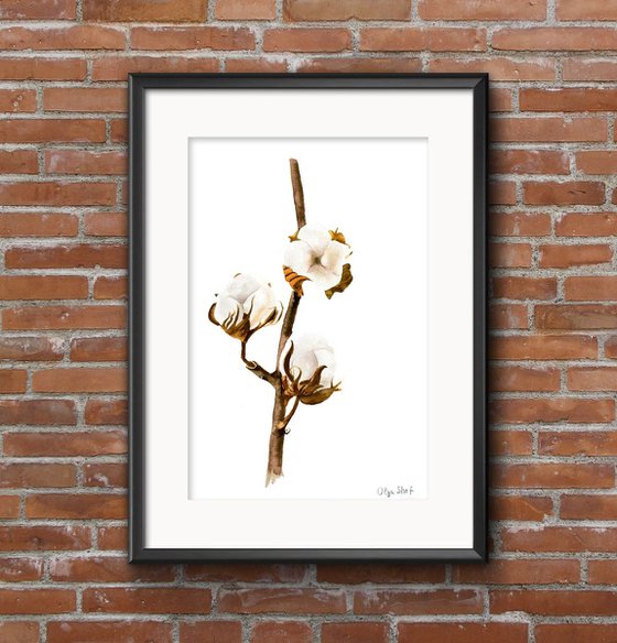 Cotton flower on the white background