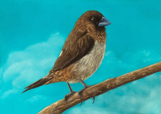 Original pastel drawing bird "White-rumped Munia"