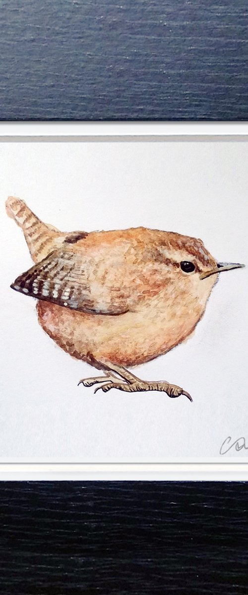 Wren in Watercolour by Carolynne Coulson