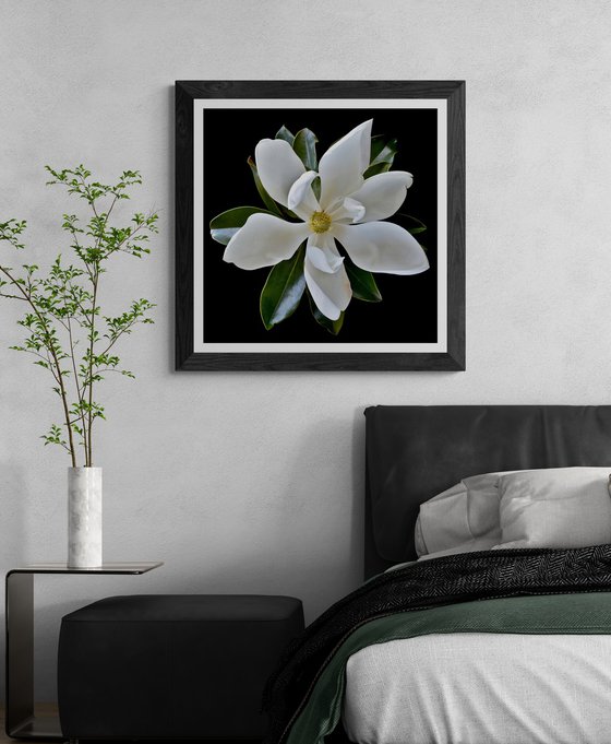 Little Gem Magnolia