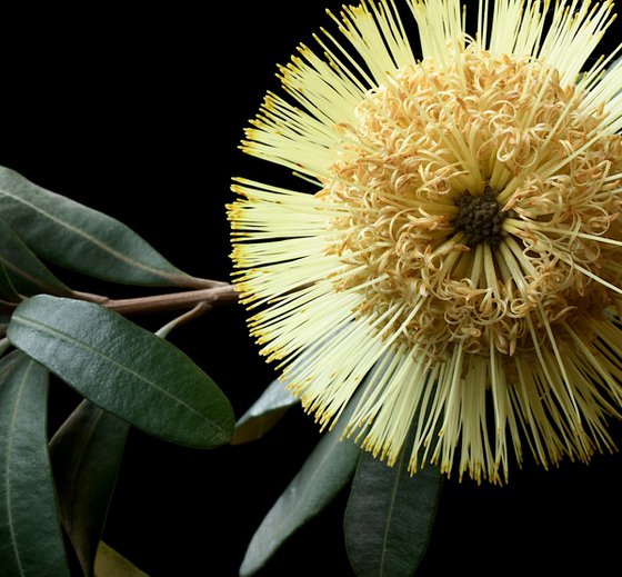 Banksia Integrifolia