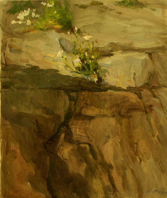 Flowers on the rocks