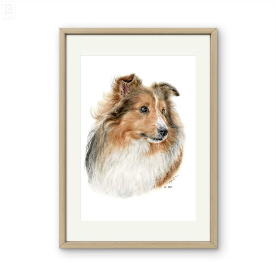 Sheltie