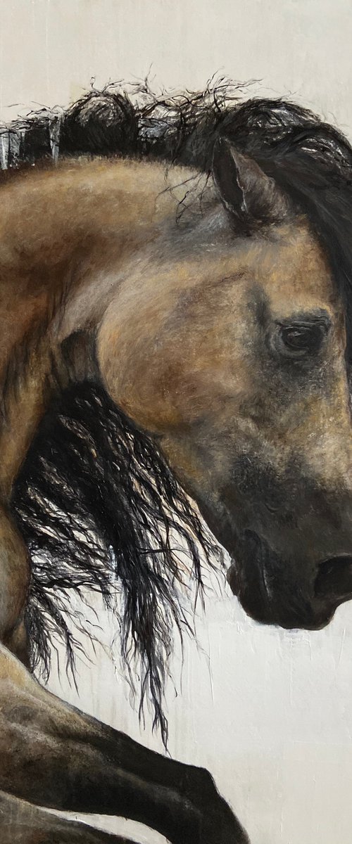 Stallion by Paul Hardern