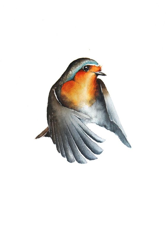 Flying Robin, wildlife, birds and nature watercolour