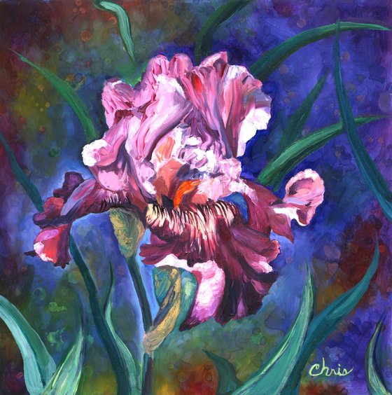 "Cranberry Ice" Iris