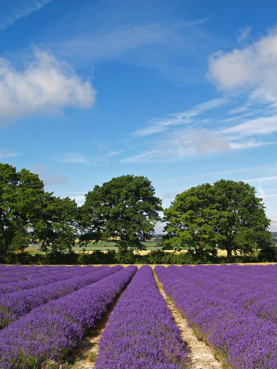 Hampshire Lavender Fields 2 by Alex Cassels