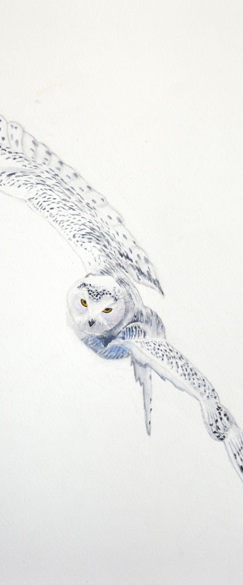 Snowy owl by Neha Soni