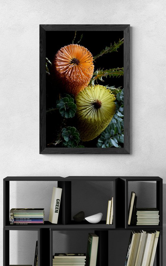 Banksia Praemorsa & Ashbyi