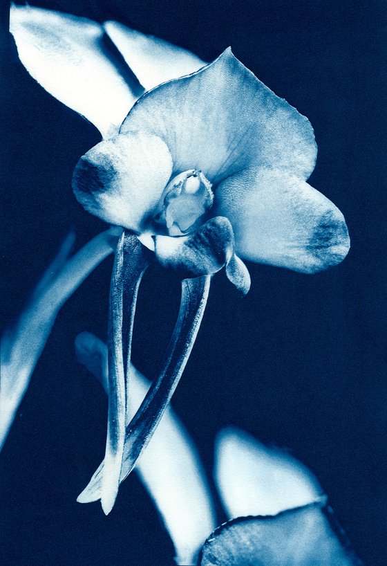 Donkey Orchid - Diuris drummondii - Western Australian native
