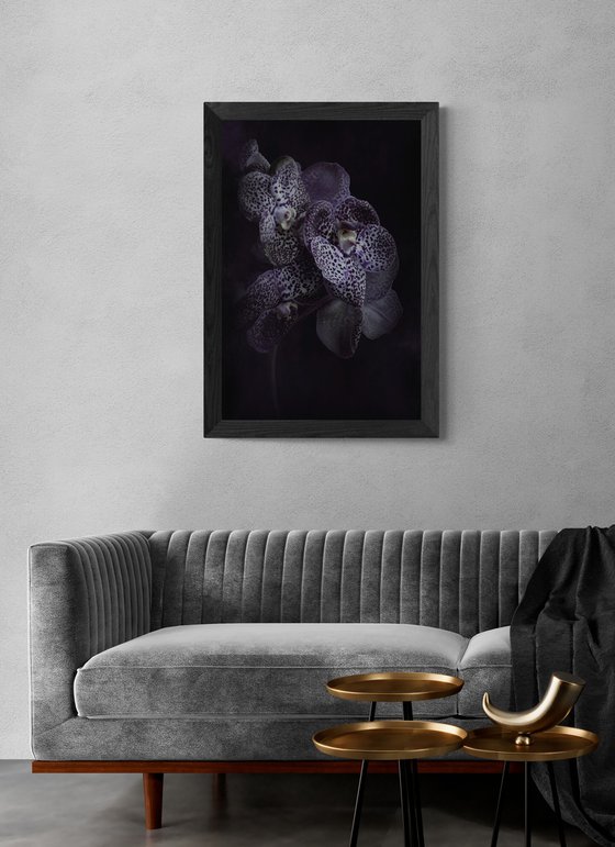 Midnight Orchids
