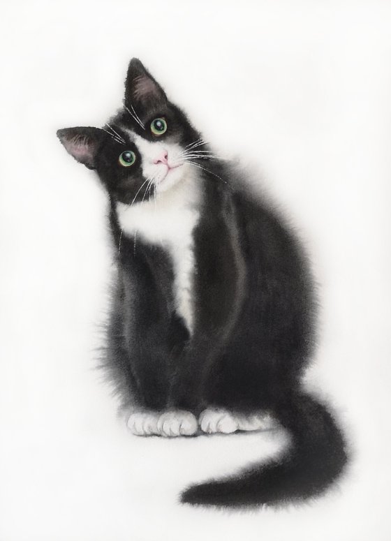 Curious Tuxedo Cat Black and White