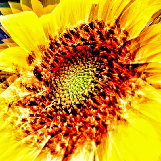 Abstract Sunflower. Limited Edition Abstract Photograph Print  #1/50. Closeup of a sunflower abstraction.