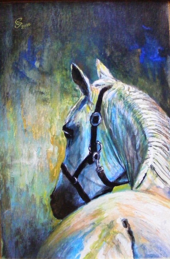 "Portrait of white stallion"