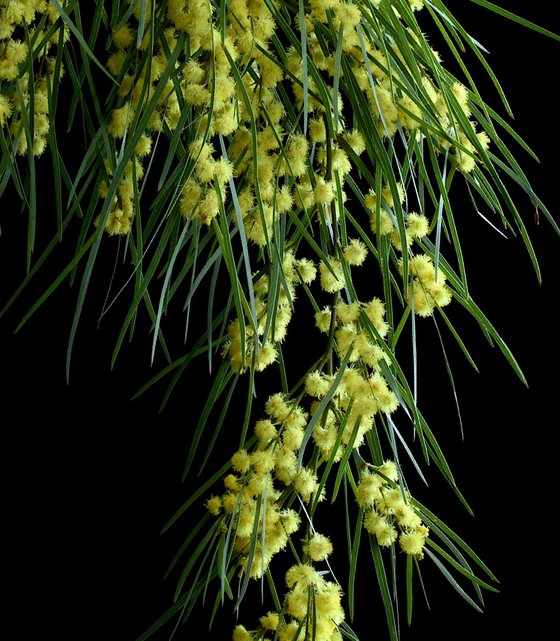 Bower Wattle