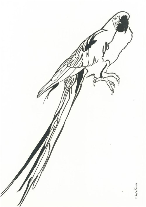 Parrot I Animal Drawing by Ricardo Machado