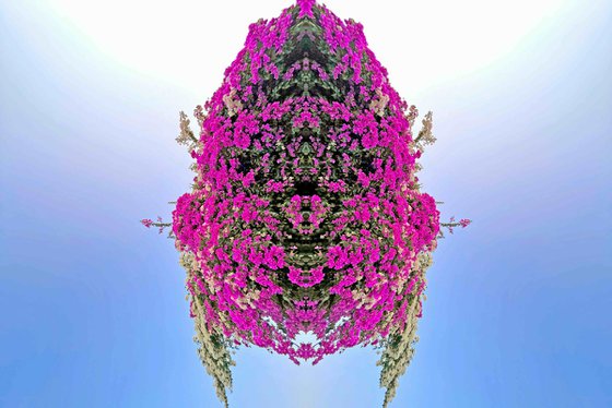 Bougainvillea bug