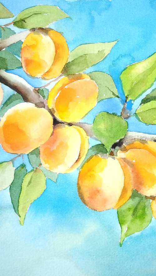 Apricots watercolor illustration by Tanya Amos