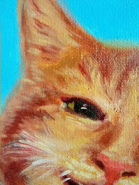 Funny sly cat