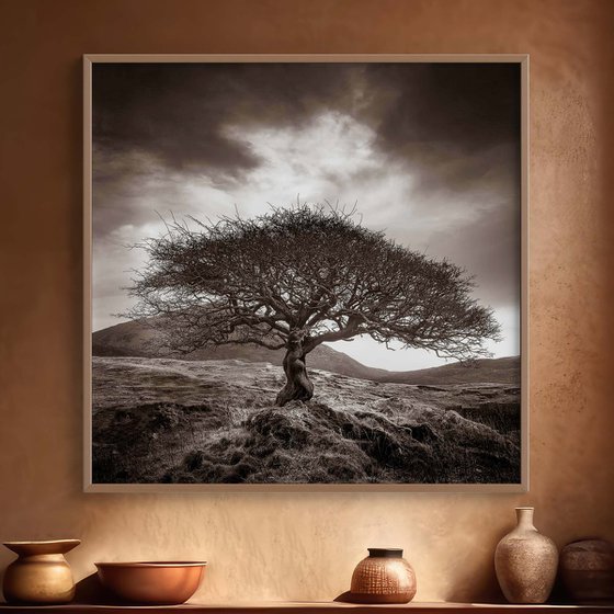 The One Tree, Isle of Skye