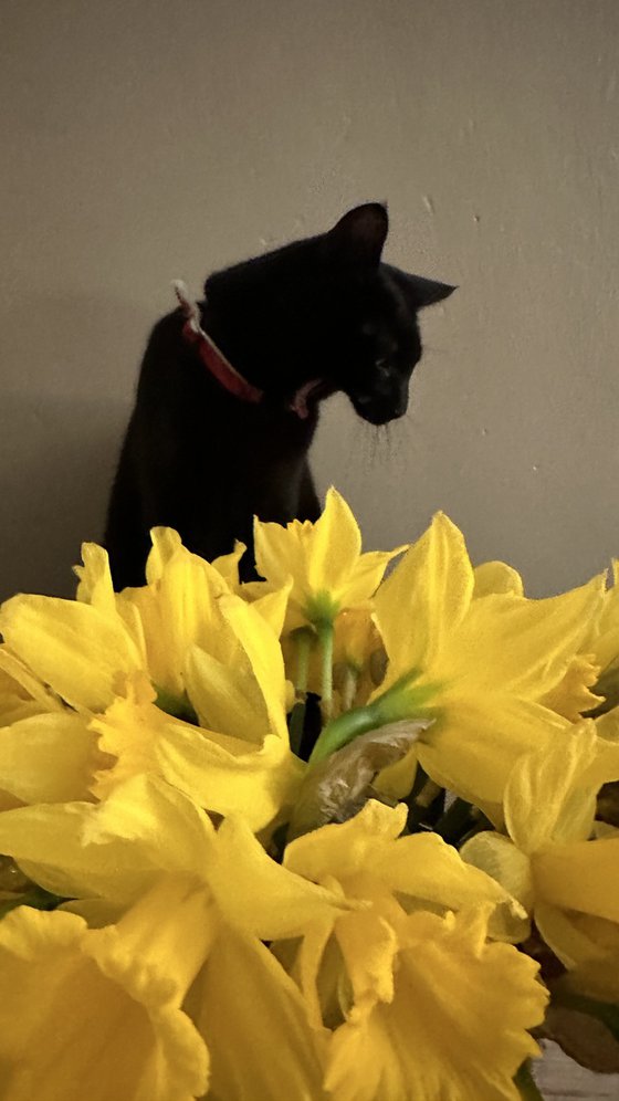 Rocky Predator in Petals
