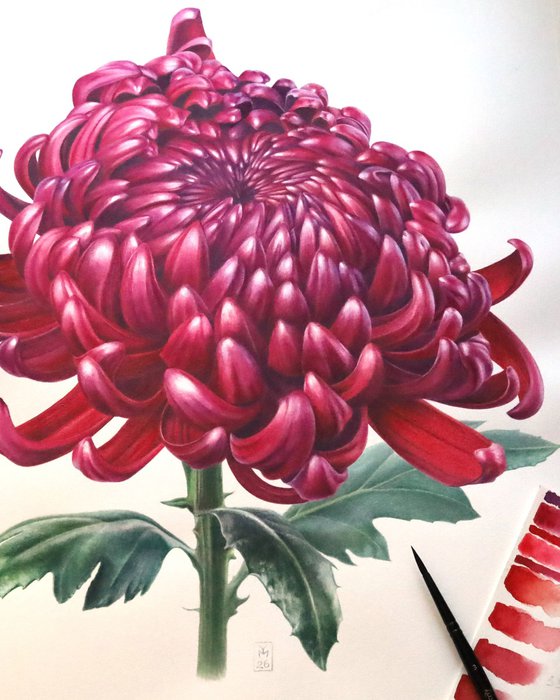 Chrysanthemum
