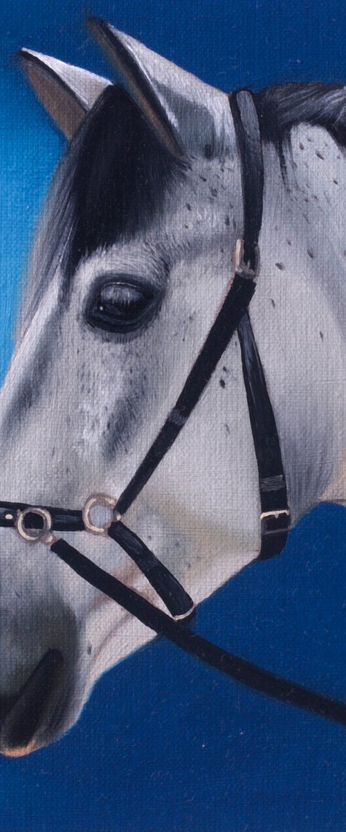 Horse Portrait 65 by Anastasia Parfilo