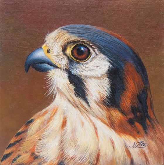 Falcon - American Kestrel
