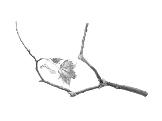 Ephemeral Balance (Maple branch) Drawing