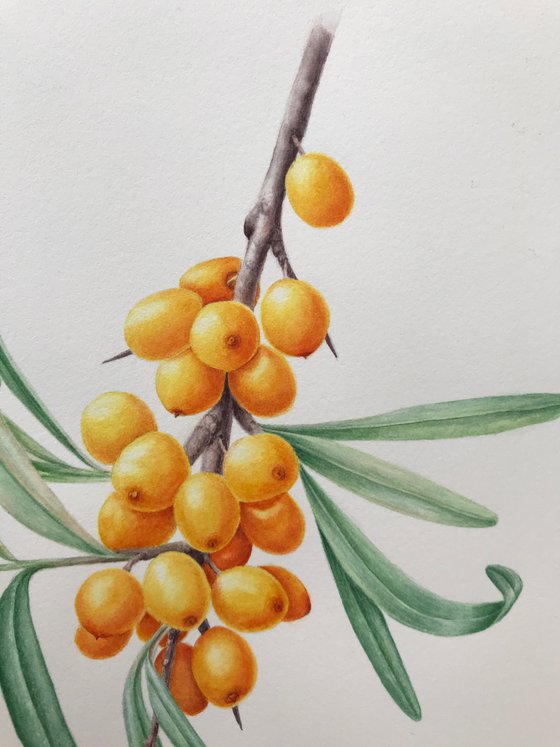 Sea Buckthorn