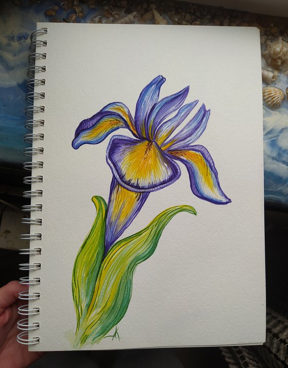 Summer colors - watercolor, iris, flowers, flower, graphics, violet flowers, watercolor flowers