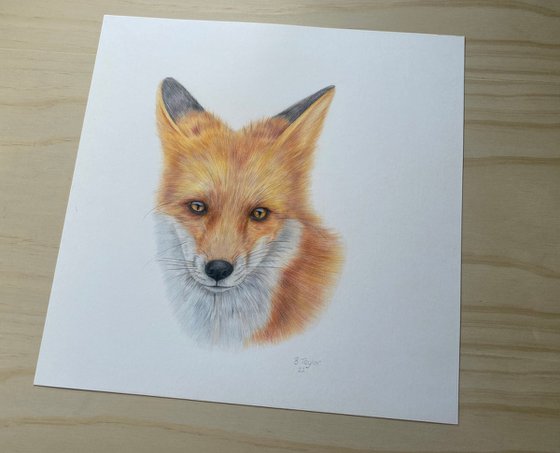 Beautiful fox