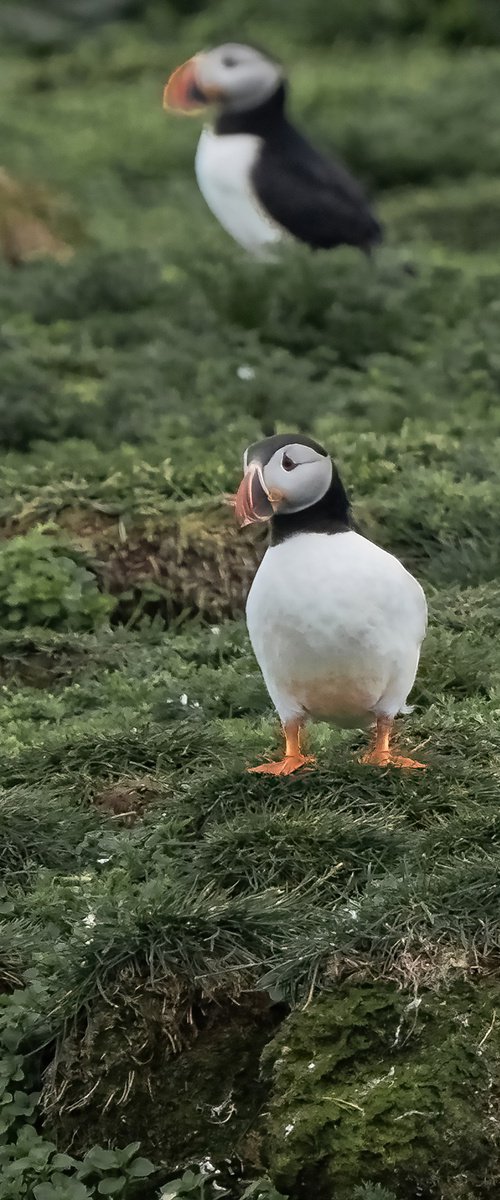 THE PUFFIN'S by Fabio Accorrà