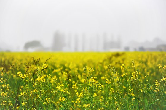 Spring in a Fog