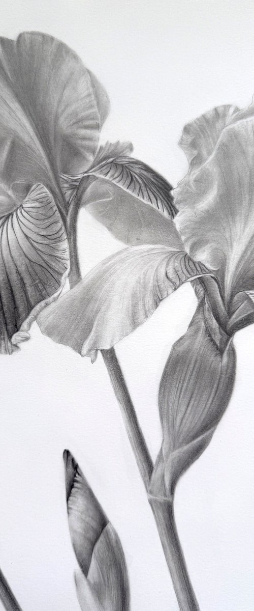 Iris II by Anna Lyashenko