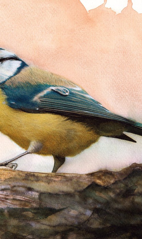Blue Tit by REME Jr.